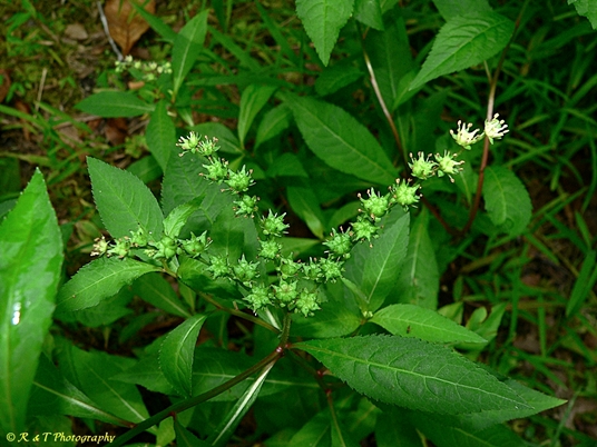 {Penthorum sedoides}